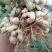 大白沙鲜花生，万亩花生种植基地大量上市