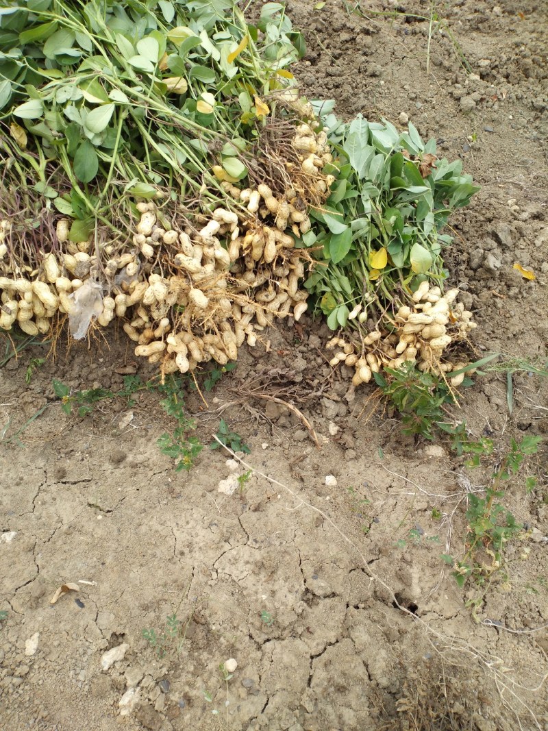 大白沙鲜花生，万亩花生种植基地大量上市