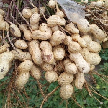 大白沙鲜花生，万亩花生种植基地大量上市