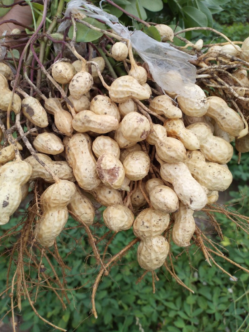 大白沙鲜花生，万亩花生种植基地大量上市