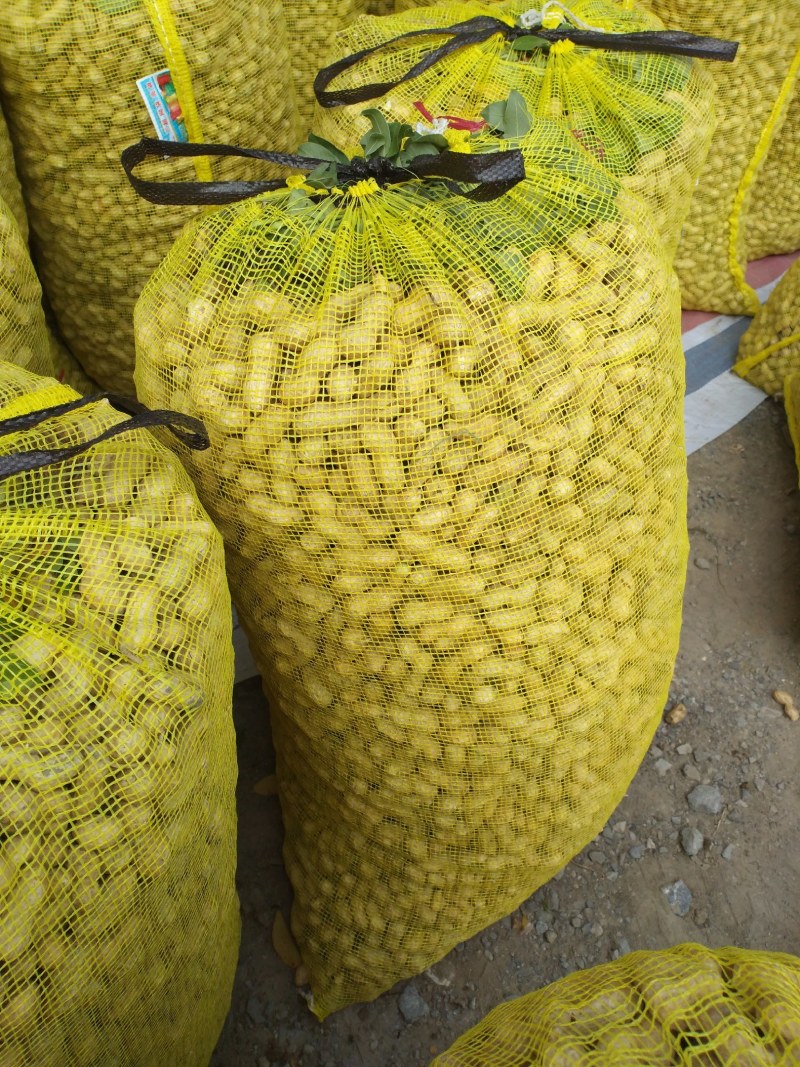 大白沙鲜花生，万亩花生种植基地大量上市