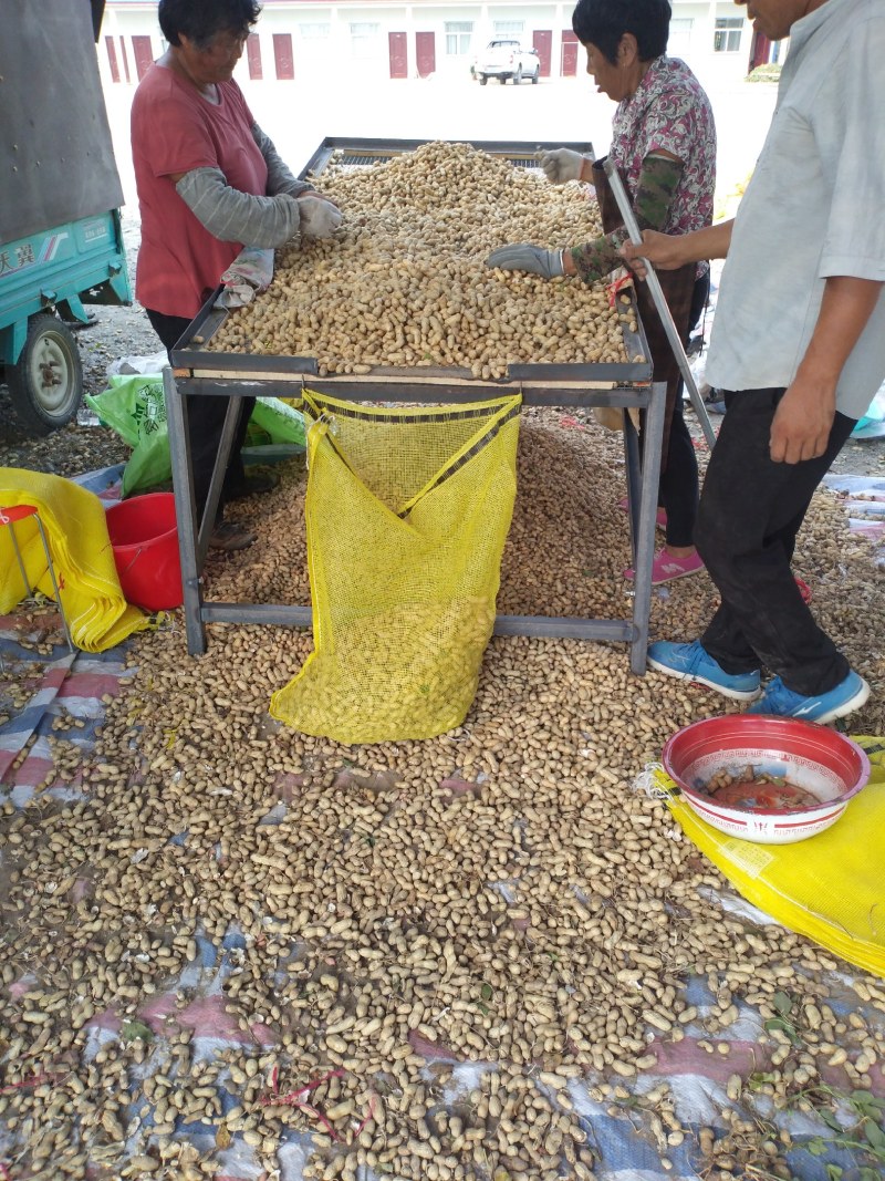 大白沙鲜花生，万亩花生种植基地大量上市