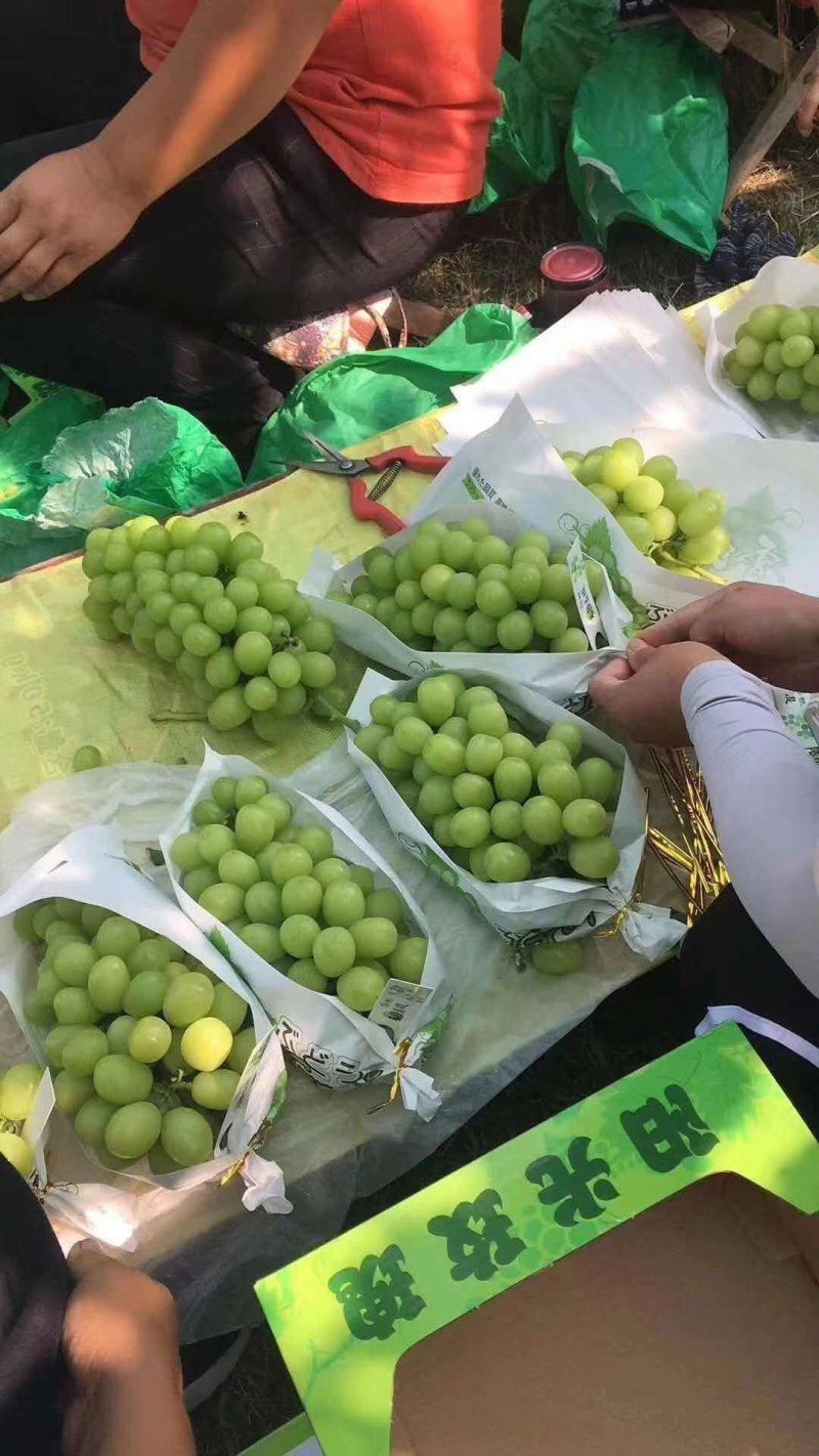 阳光玫瑰产地，陕西阳光玫瑰