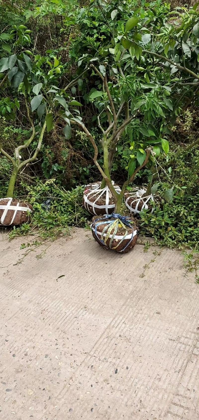 耙耙柑树，爱媛，不知火，沃柑，金秋，明日见，全挂果树