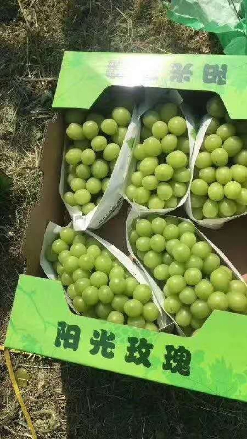 阳光玫瑰产地，陕西阳光玫瑰
