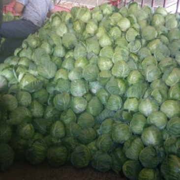 甘蓝甘肃靖远县甘蓝大量上市，质量好价格优