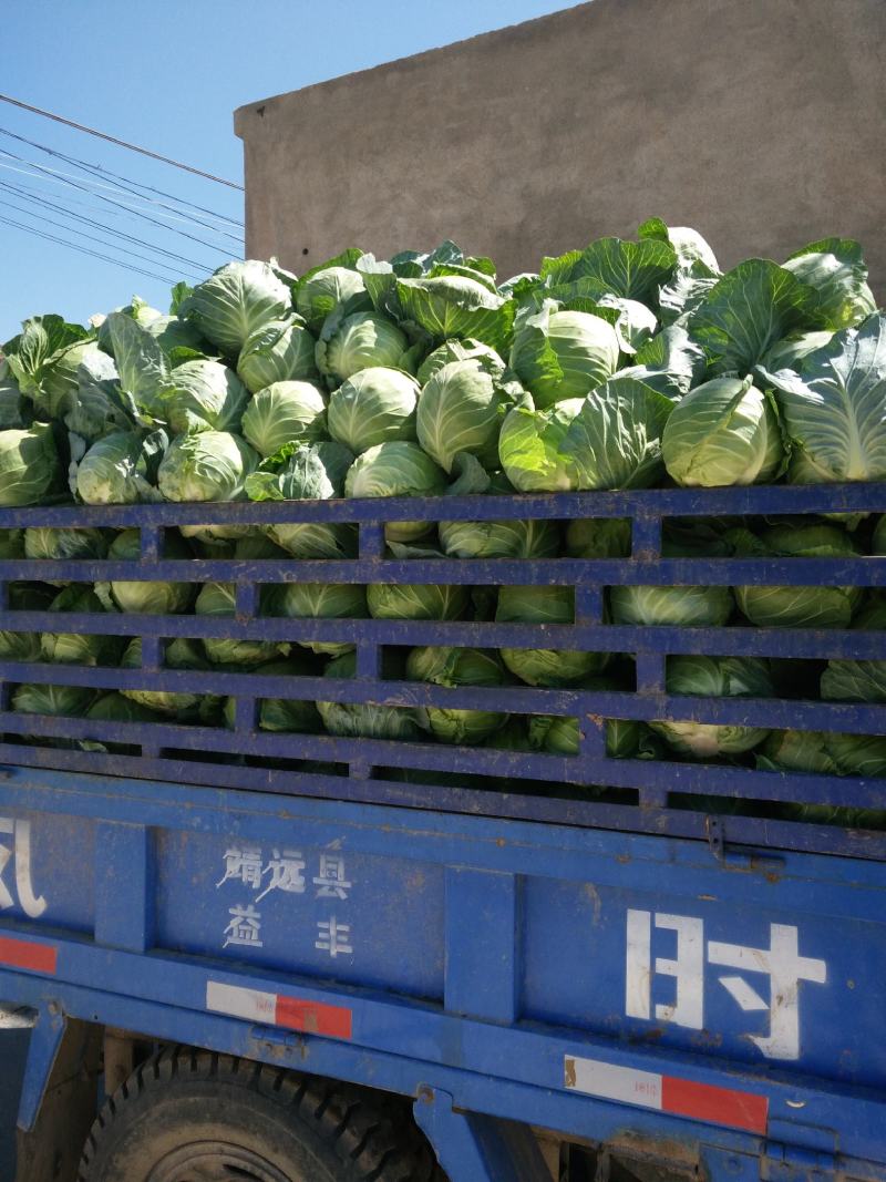 甘蓝甘肃靖远县甘蓝大量上市，质量好价格优