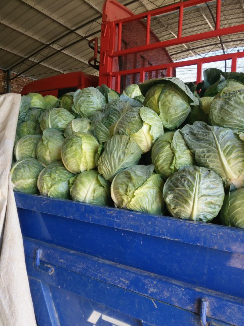 甘蓝甘肃靖远县甘蓝大量上市，质量好价格优