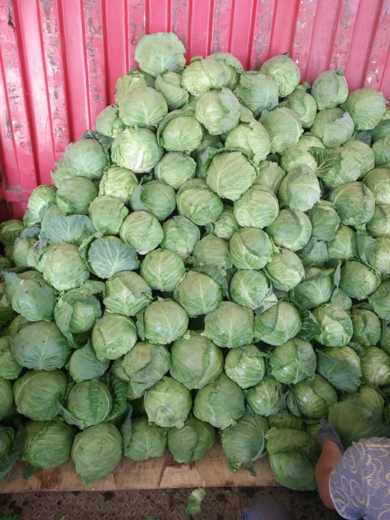 甘蓝甘肃靖远县甘蓝大量上市，质量好价格优