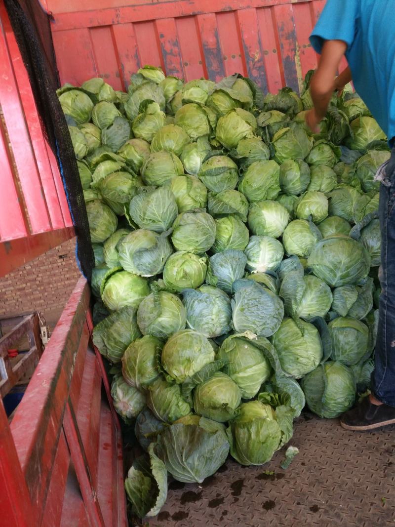 甘蓝甘肃靖远县甘蓝大量上市，质量好价格优