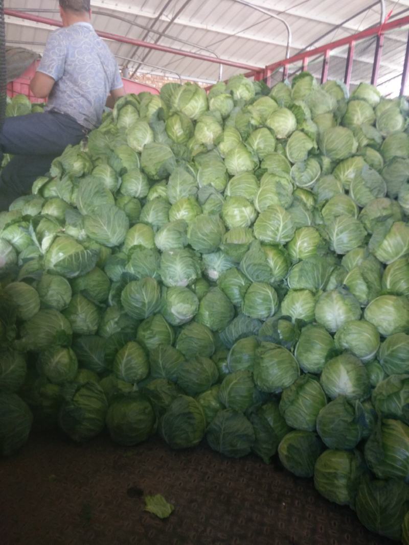 甘蓝甘肃靖远县甘蓝大量上市，质量好价格优
