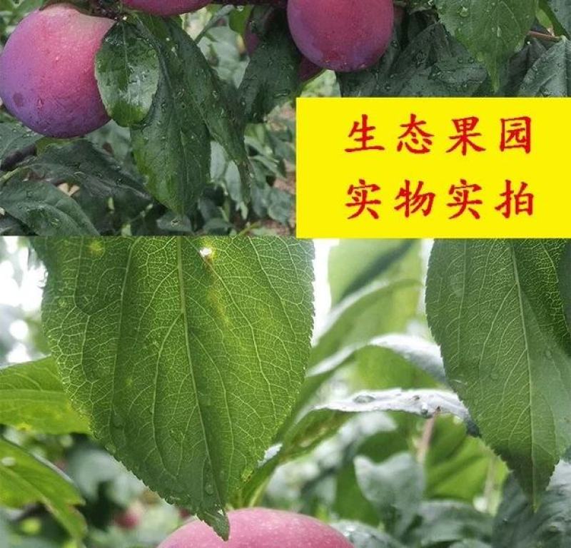 【推荐】美一李子大量上市！产地直供，口感甜到爆