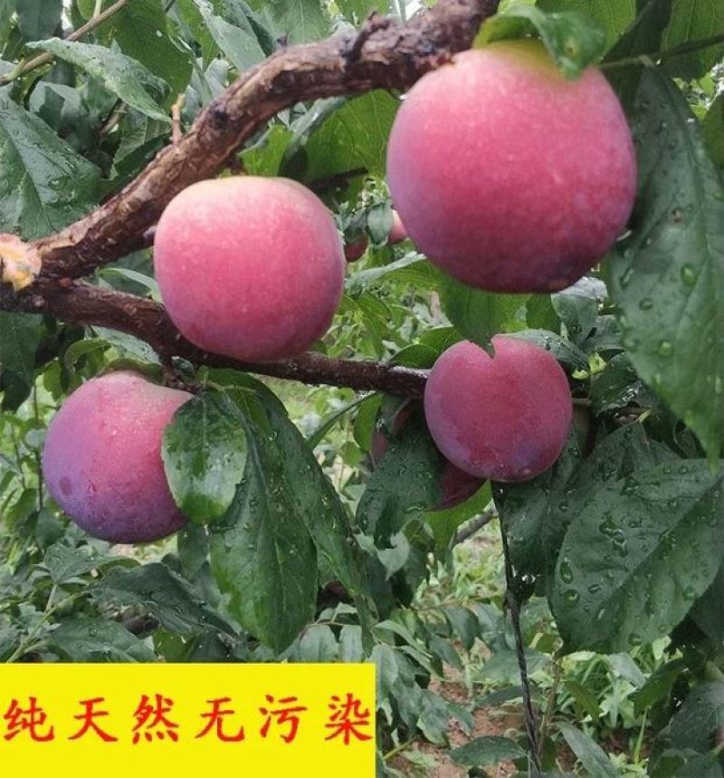 【推荐】美一李子大量上市！产地直供，口感甜到爆