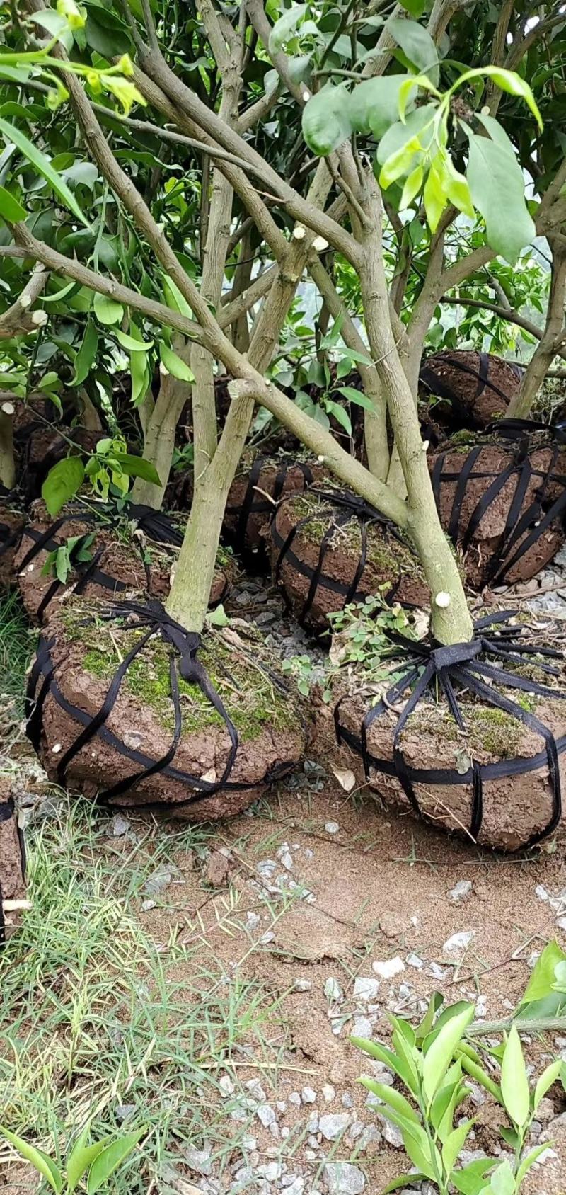 红橘树桩，耙耙柑，爱媛，不知火，沃柑，金秋，明日见挂果树