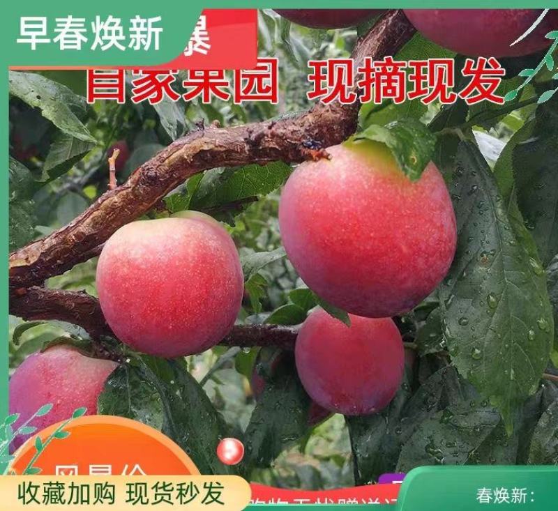 【推荐】美一李子大量上市！产地直供，口感甜到爆