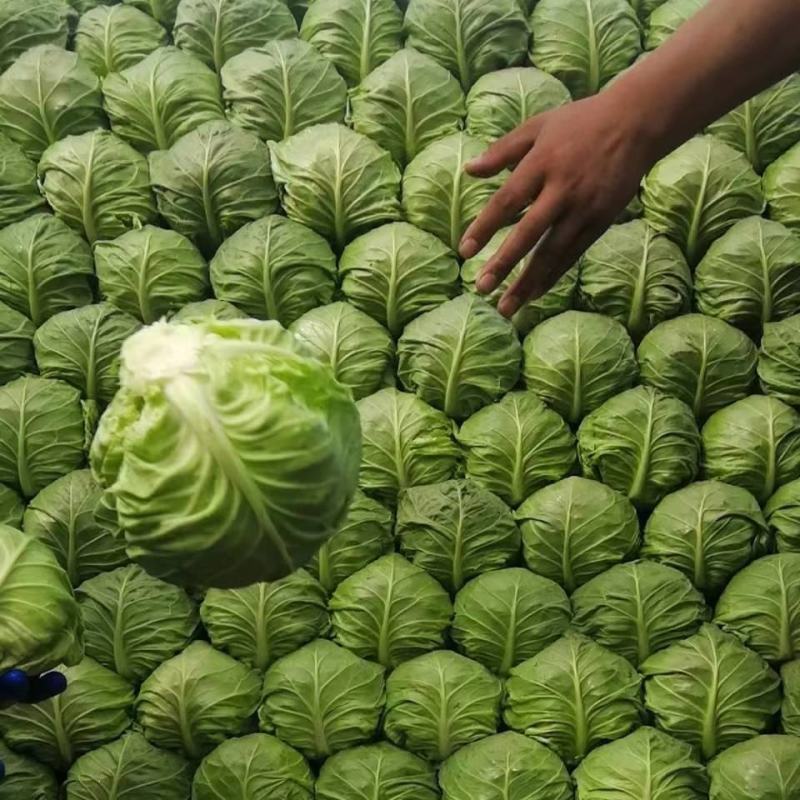 河北甘蓝圆包菜颜色鲜绿菜宣产地直发保质保量！