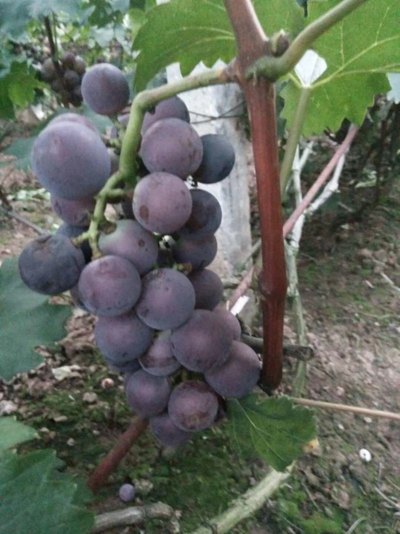 四川巨峰葡萄基地批发精品葡萄。口感好，颜色好