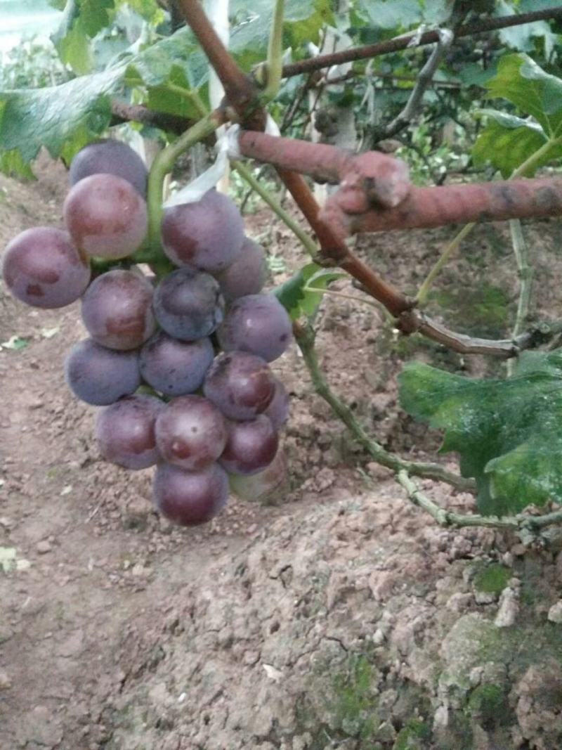 四川巨峰葡萄基地批发精品葡萄。口感好，颜色好