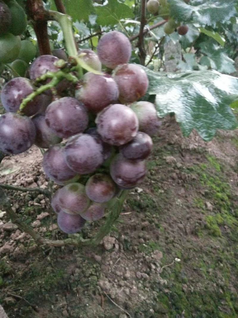四川巨峰葡萄基地批发精品葡萄。口感好，颜色好