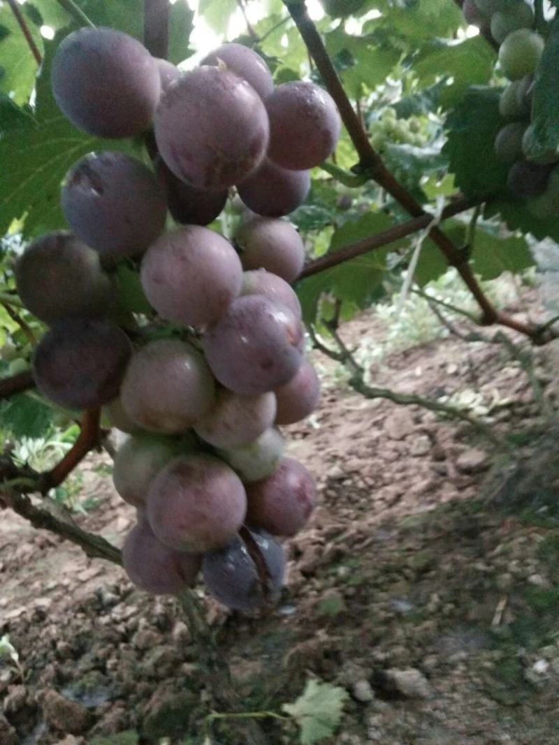 四川巨峰葡萄基地批发精品葡萄。口感好，颜色好