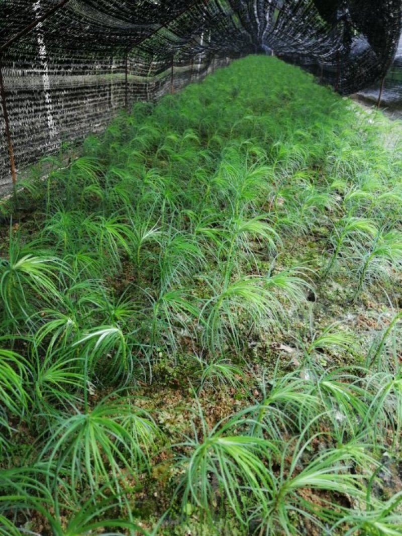 杉苗，正宗柳州大杉，质量保证欢迎老板选购