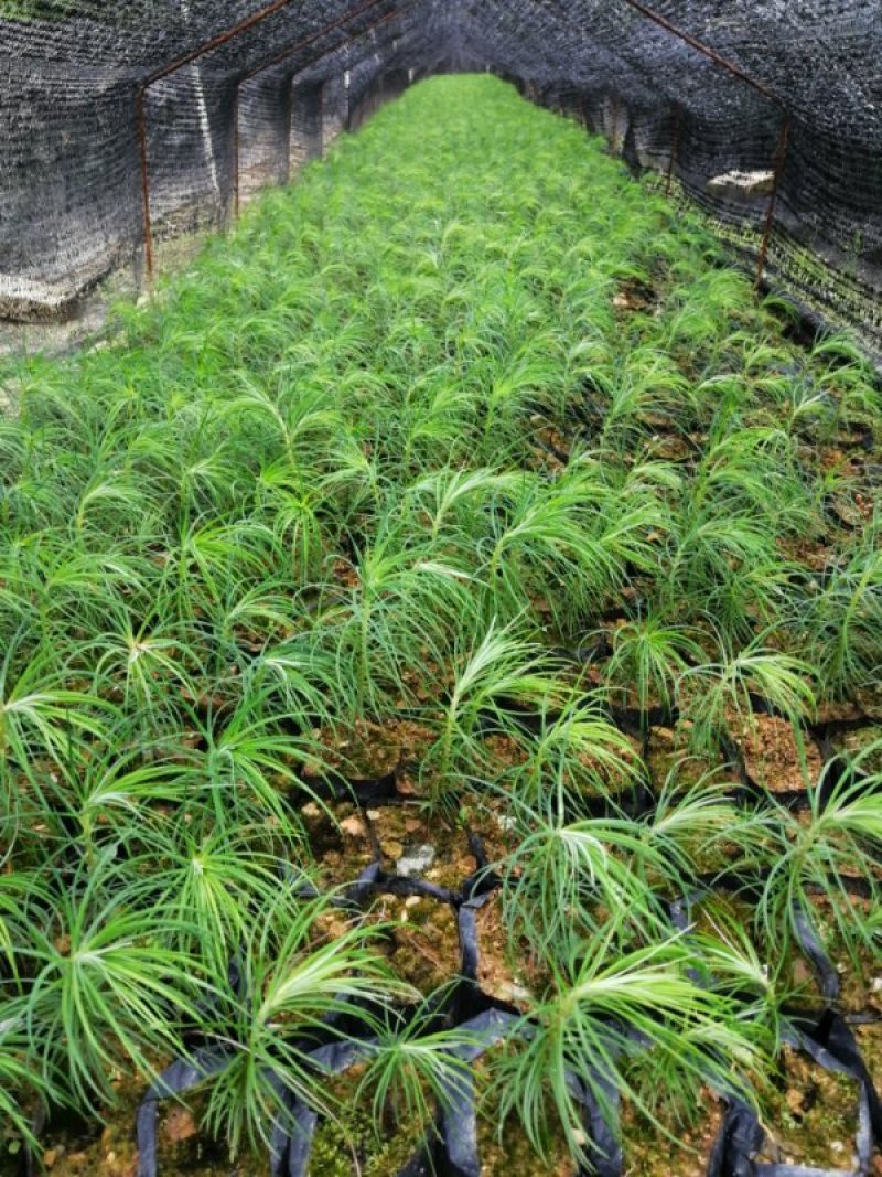 杉苗，正宗柳州大杉，质量保证欢迎老板选购