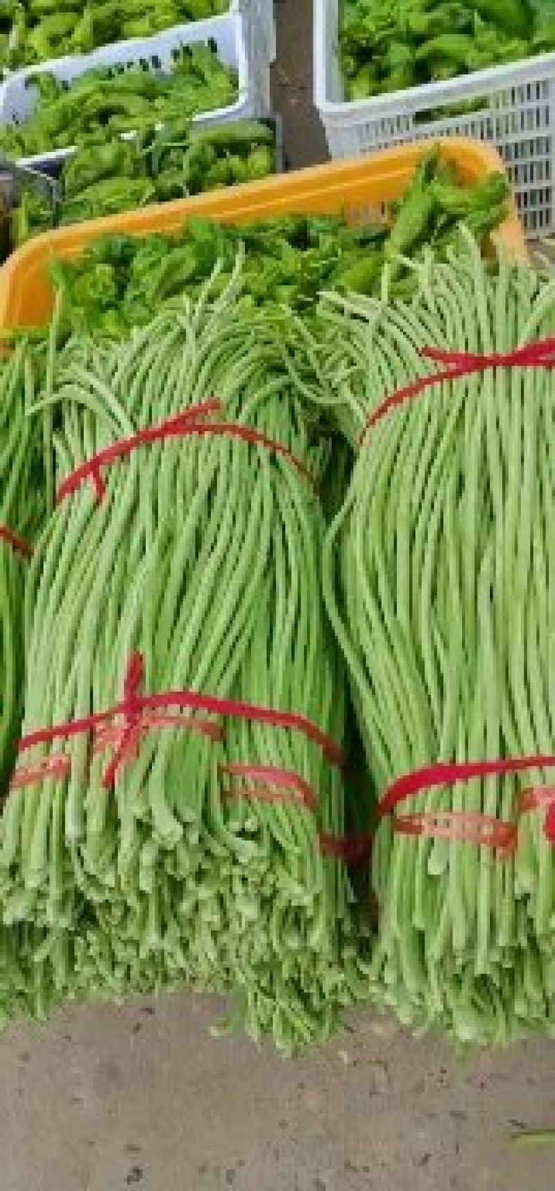 河南南阳四季豆上市，颜色鲜亮。保质保量。