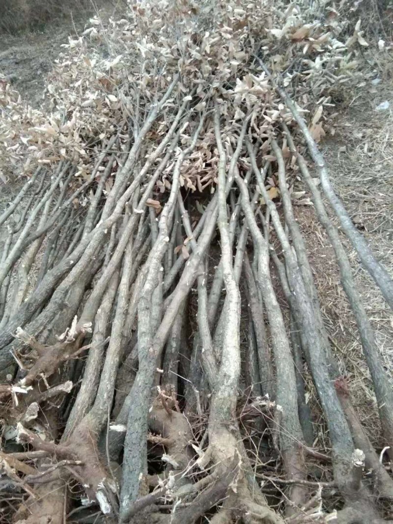 栓皮栎