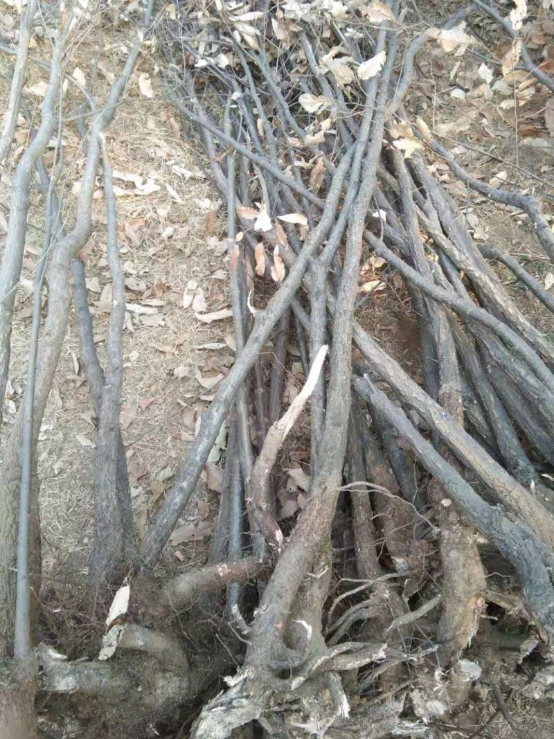 栓皮栎