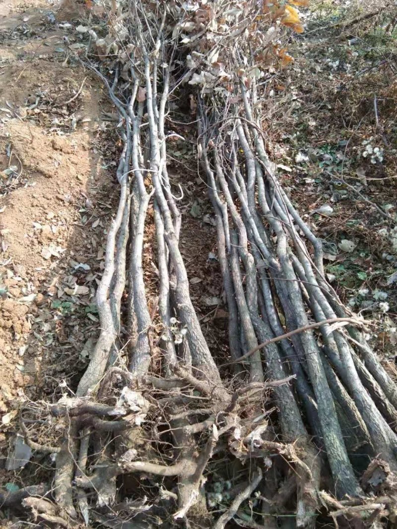 栓皮栎