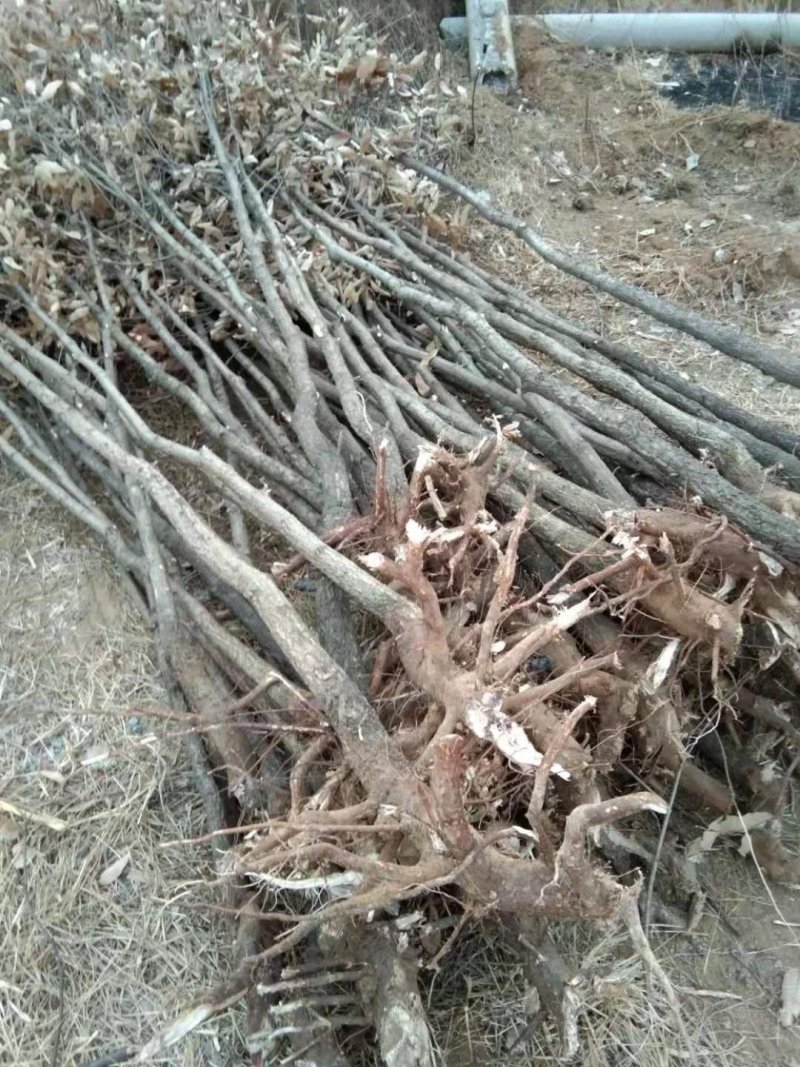栓皮栎