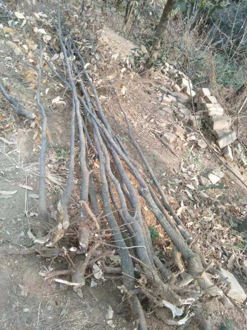 栓皮栎