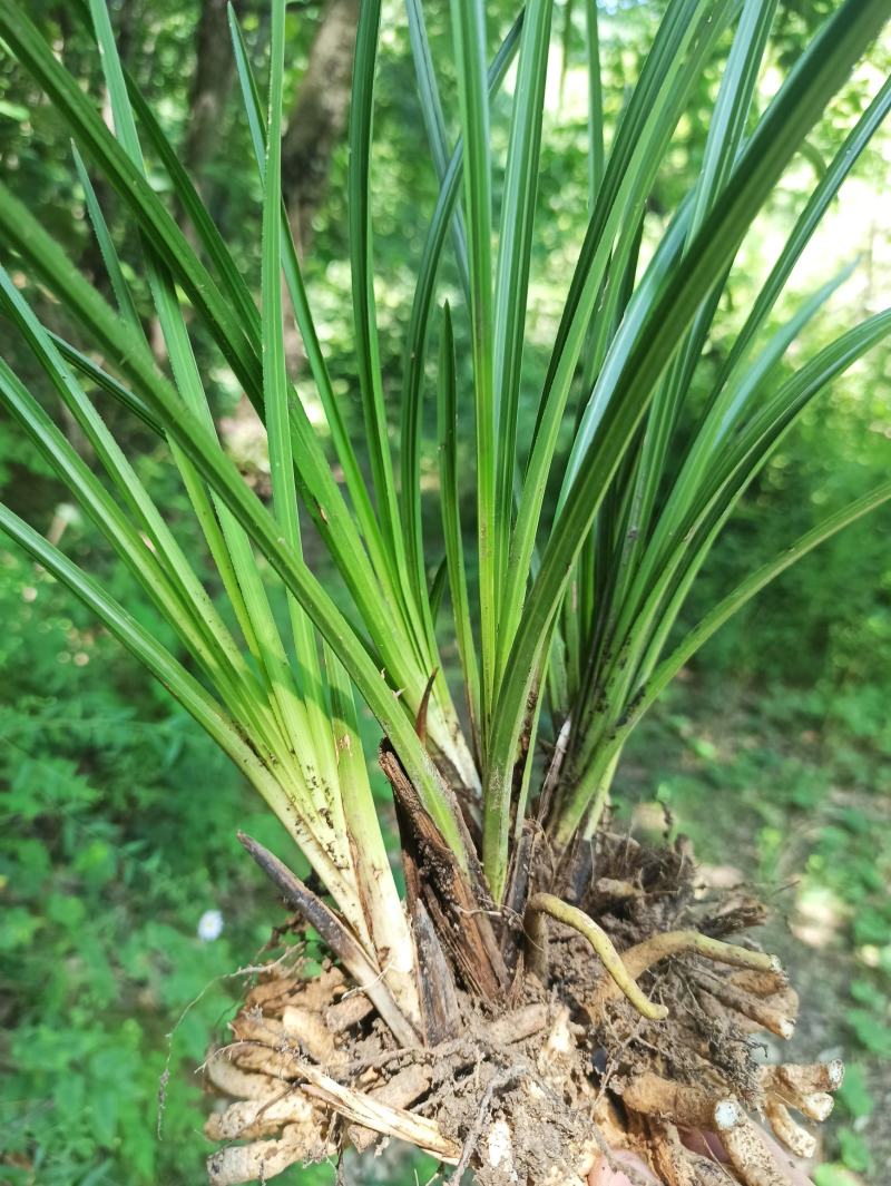 兰花惠兰一颗5-8苗，开花特别香