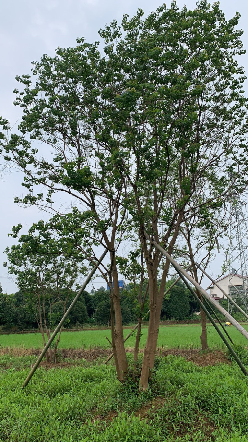 苗圃直供30-70公分移栽乌桕量大从优