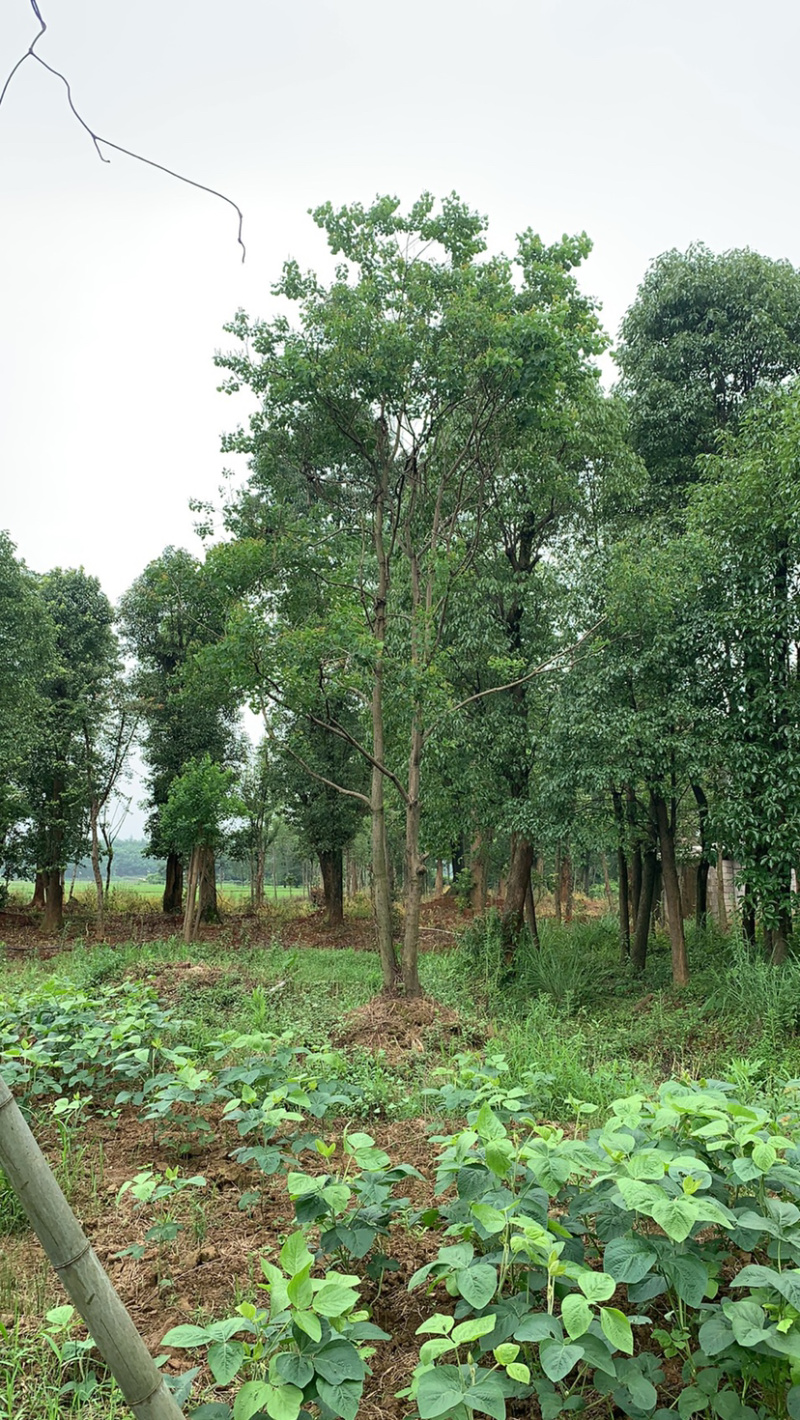 苗圃直供30-70公分移栽乌桕量大从优