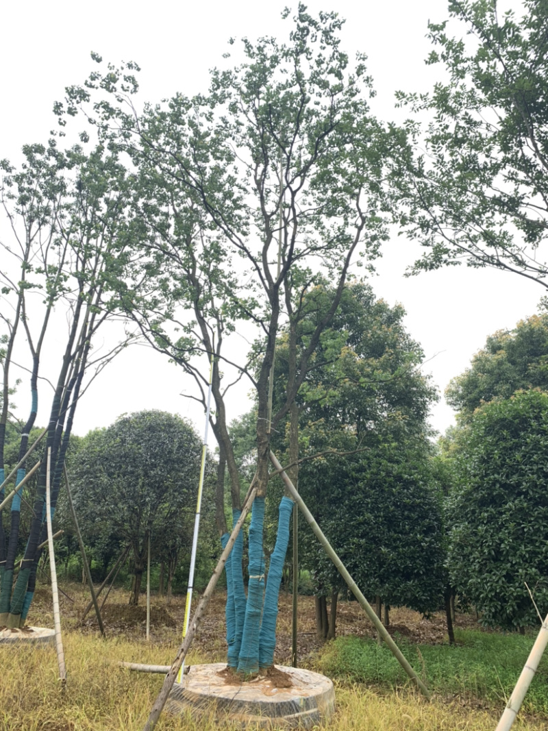 苗圃直供30-70公分移栽乌桕量大从优