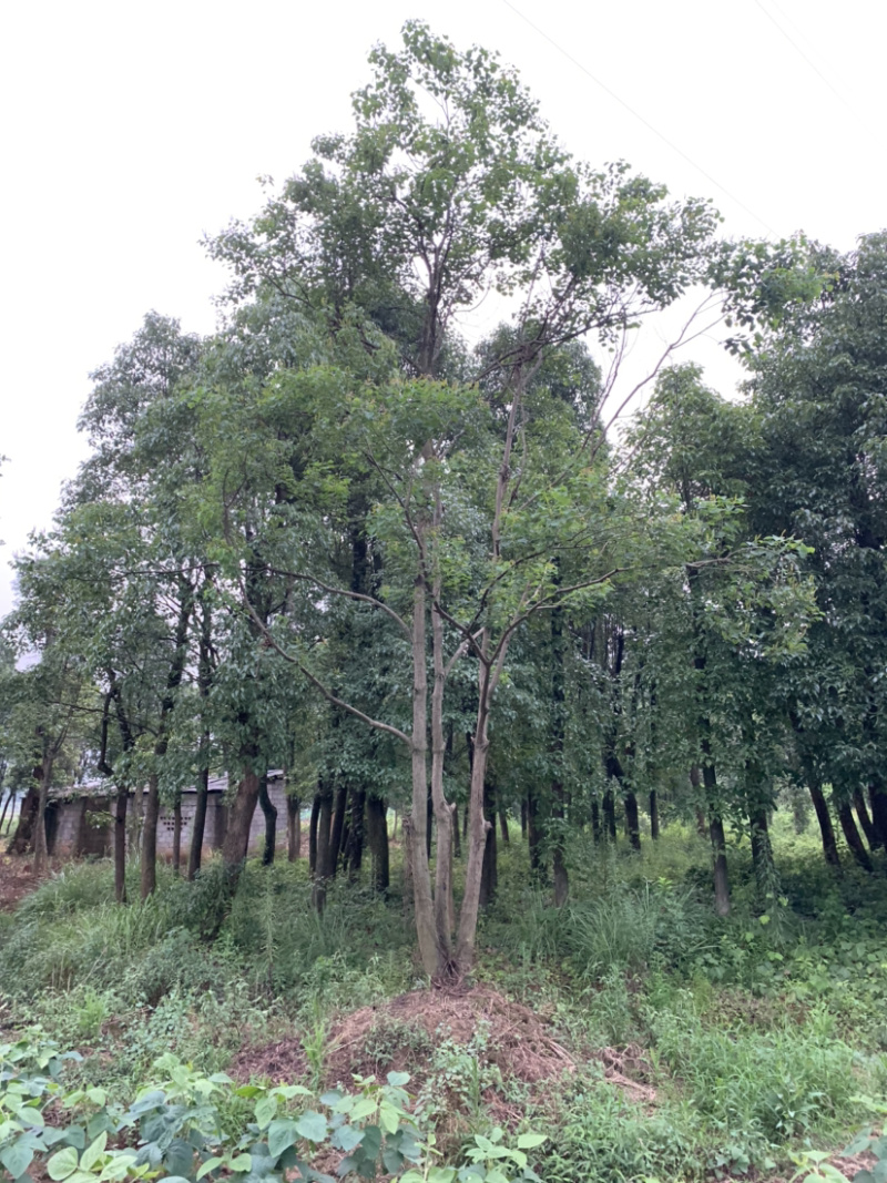 苗圃直供30-70公分移栽乌桕量大从优