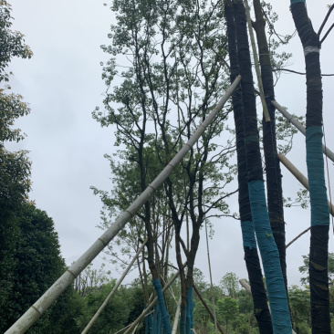 苗圃直供30-70公分移栽乌桕量大从优