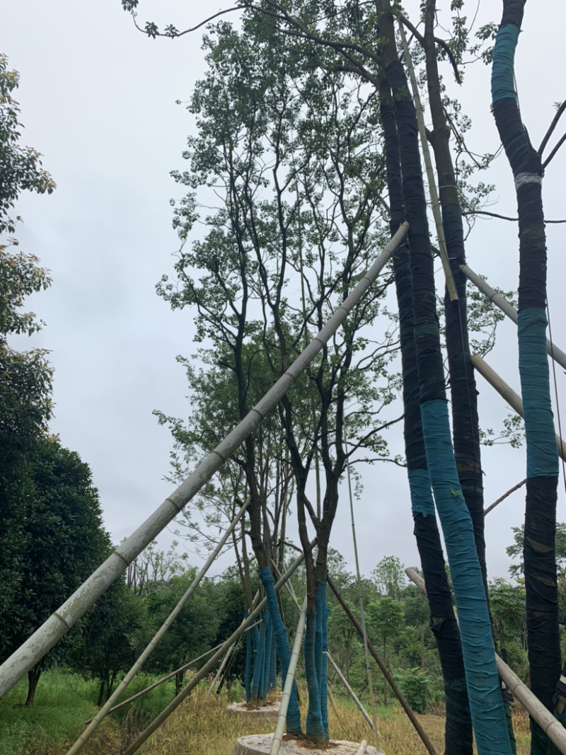 苗圃直供30-70公分移栽乌桕量大从优