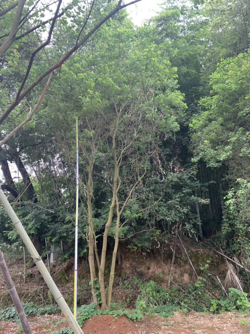 苗圃直供30-70公分移栽乌桕量大从优