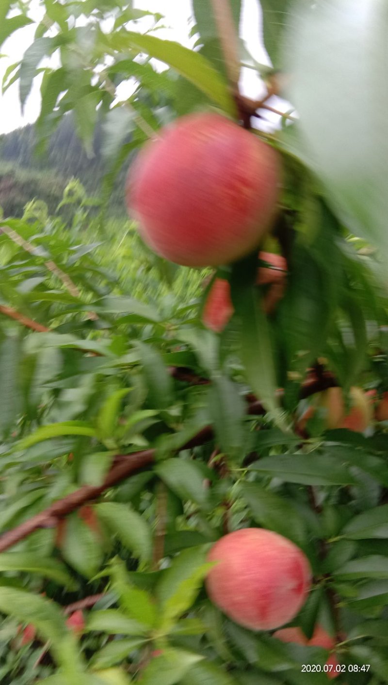 红不软利壶桃，脆甜，硬度较好