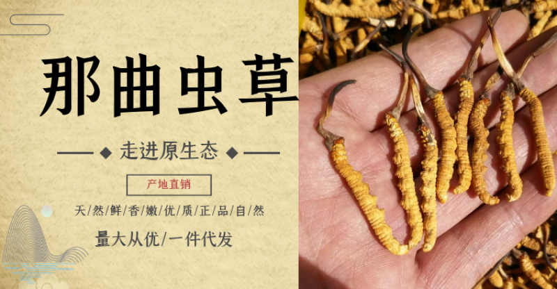 西藏那曲冬虫夏草产地直销，精选，精品虫草，无串条，无牙签