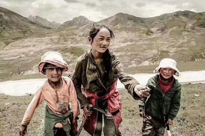 西藏那曲冬虫夏草产地直销，精选，精品虫草，无串条，无牙签