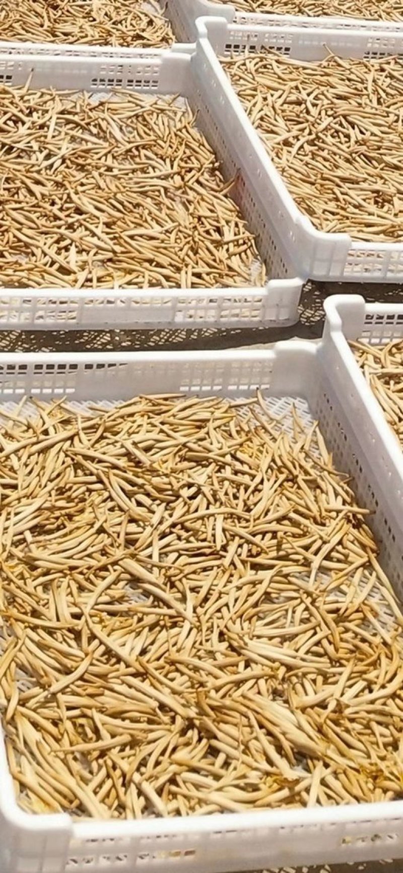 陕西大荔无硫托盘精品黄花菜，产地一手货源，不断货无硫菜
