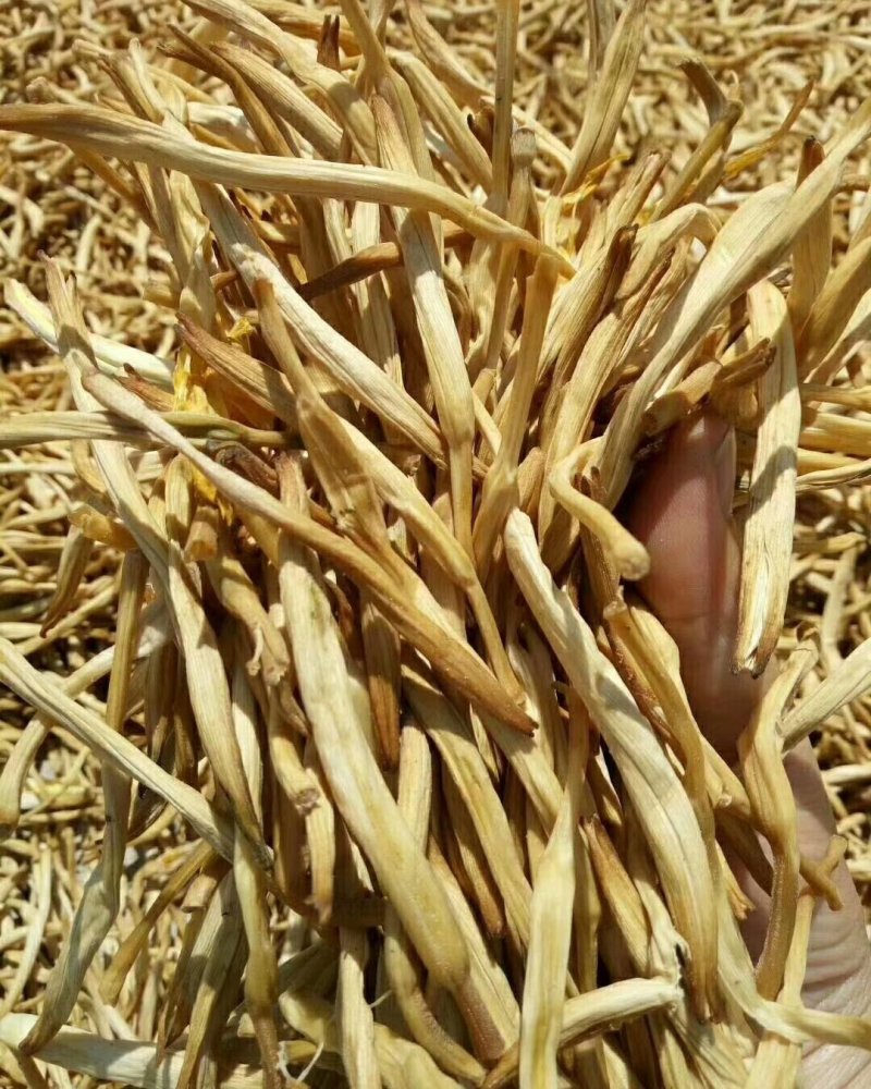 陕西大荔无硫托盘精品黄花菜，产地一手货源，不断货无硫菜