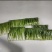 小上海青青仔16~18cm，精品小油菜值的拥有
