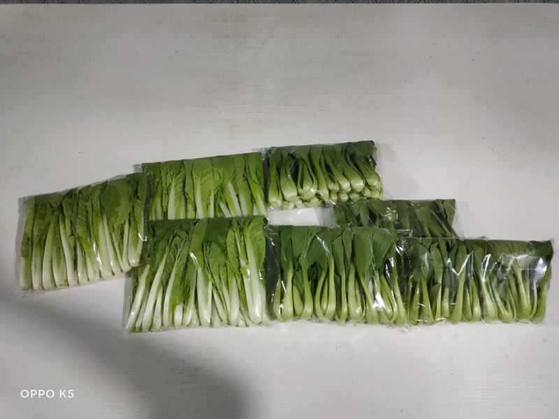 小上海青青仔16~18cm，精品小油菜值的拥有