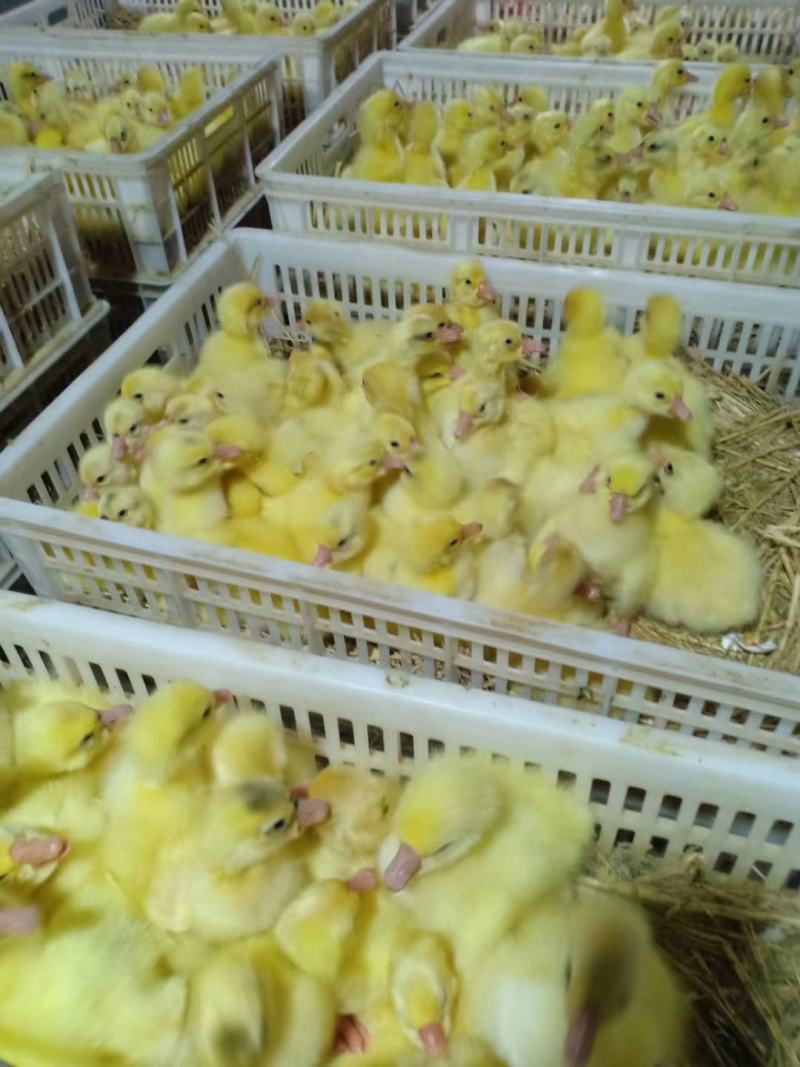 灰狮头鹅苗，大品种，生长速度快，抗病能力强，包成活，