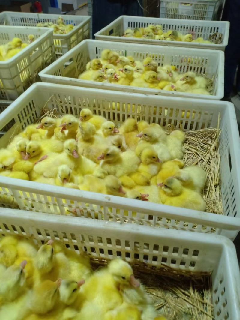 灰狮头鹅苗，大品种，生长速度快，抗病能力强，包成活，