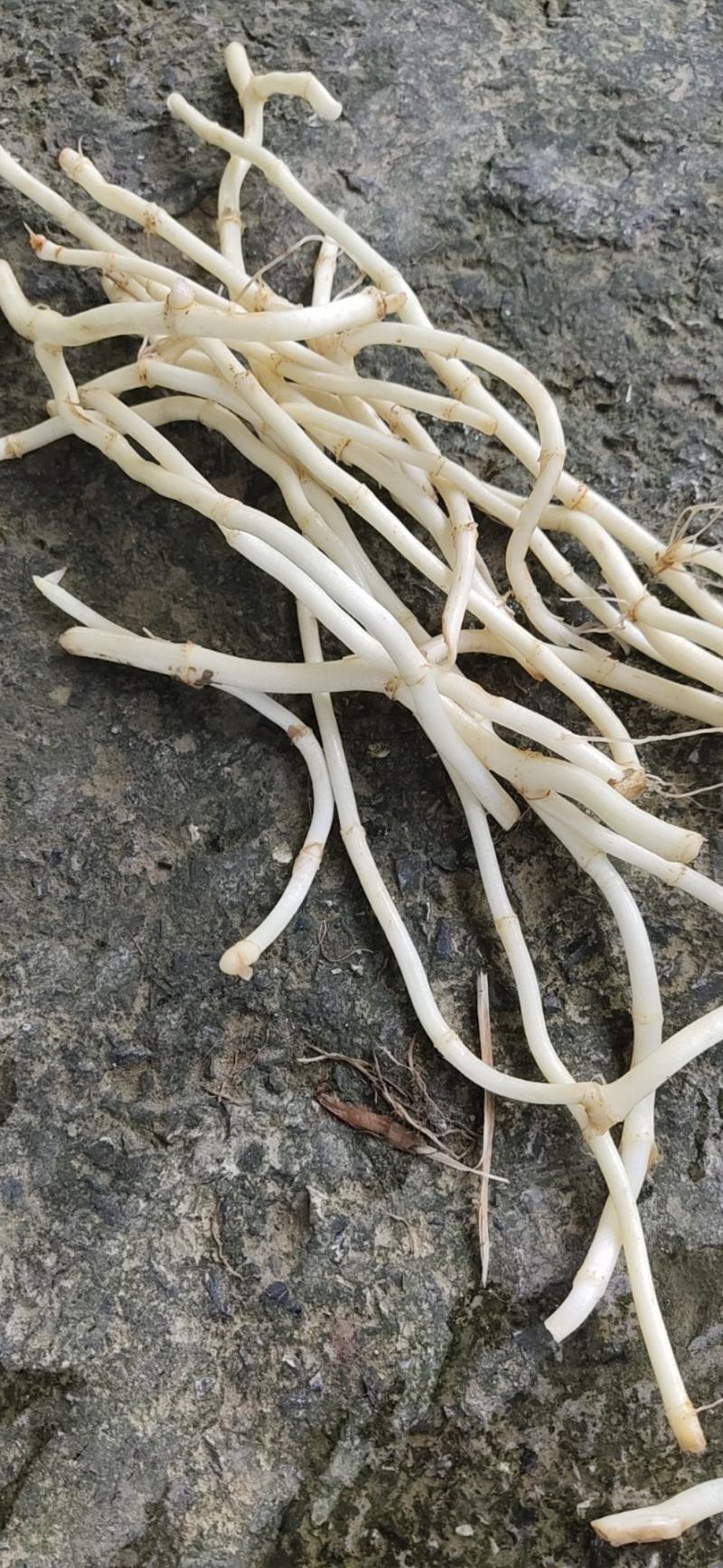 鱼腥草一手货源自产自销价格优惠